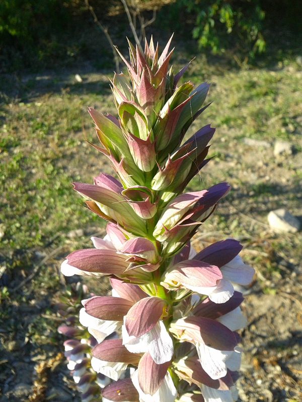 Acanthus mollis / Acanto comune, Branca orsina